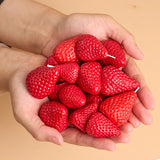 Strawberry - Shaped Scented Miniature Aromatherapy Candles 4pcs - Hans Lumiere